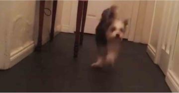This Dog Jumps Around Like a Rabbit, and We're Confused and Thrilled at the Same Time