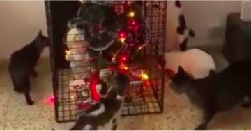 Anyone Who Has Terribly Behaved Pets Absolutely Needs This Christmas Tree Cage