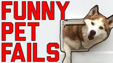 Funny Pet Fails Lock The Doggy Door! (August 2017) || FailArmy