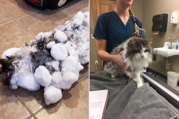 Frozen cat found buried in snow thawed by animal clinic