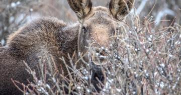 Photo: So this is what a young moose looks like