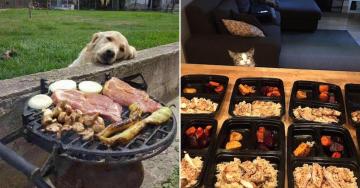 Pets who don’t think that their food is good enough for them (32 Photos)