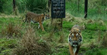 Could the London Zoo Tiger Death Have Been Avoided?