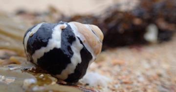 Photo: How are seashells formed?