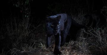 Africa’s Black Panthers Emerge From a Century in the Shadows