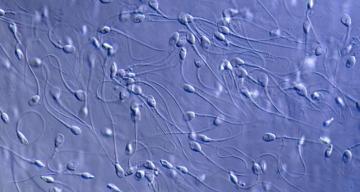 Slow sperm may fail at crashing ‘gates’ on their way to an egg