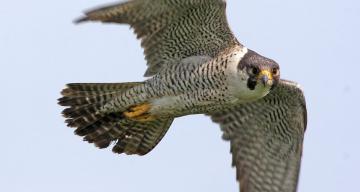 50 years ago, DDT pushed peregrine falcons to the edge of extinction