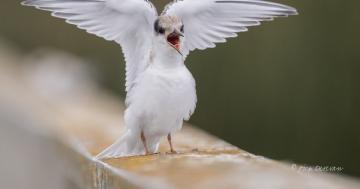 Photo: Least tern adopts angel pose