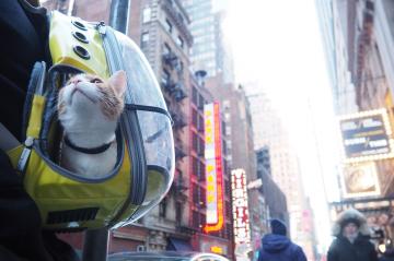 This bar-hopping cat is NYC’s hot new tourist attraction