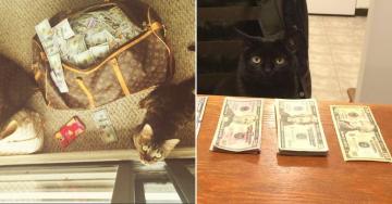 Forget the banks, we’re putting cats in charge of our money (30 Photos)