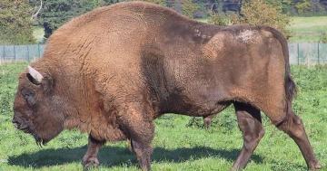 European Bison free to remain in the wild after court decision