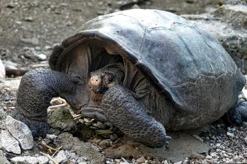 Turtle species thought long extinct found alive and well