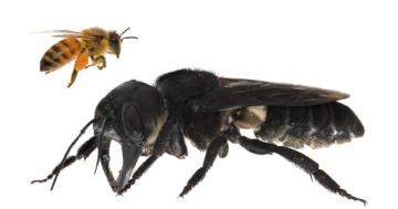 World's largest bee, lost since 1981, rediscovered in the wild
