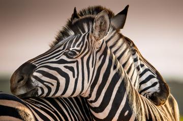 Scientists answer age-old question: why do zebras have stripes?