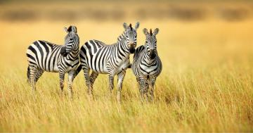 The mystery of zebra stripes just got solved