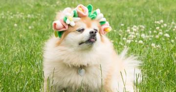 Finally! A Flower Crown Your Dog Will Actually Wear . . . and Maybe Chew on a Little, Too