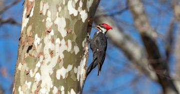Photo: Spectacular woodpecker feeling peckish