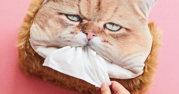 This Pissed-Off Cat Tissue Dispenser Is Like If Your Moody Grandpa Offered You His Hanky