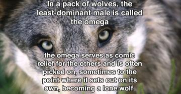 Wolves are just big ol’ murder puppies (21 photos)