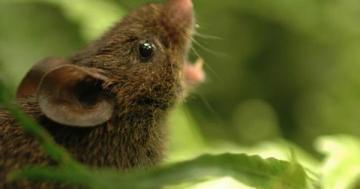 Meet the singing mice of the cloud forests (videos)