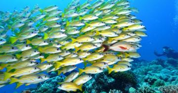 Warming oceans have already reduced fish populations over past 70 years
