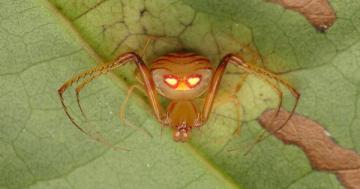 Photo: Pirate spider or alien, you decide