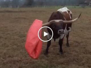 Tex the giant longhorn learns a hard, sad lesson about rubber balls and barbed wire (Video)