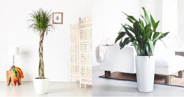 Bring the Great Outdoors Indoors With These Big and Beautiful Houseplants