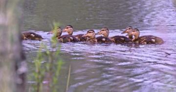 Photo: All aboard the duckling train