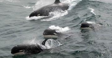 New killer whale could be the largest unknown animal left on the planet