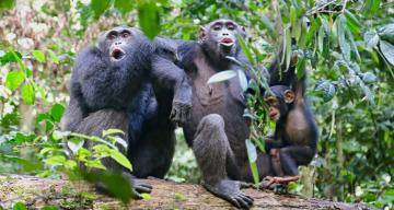 Human encroachment threatens chimpanzee culture