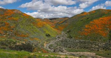 Photo: Canyon erupts in a poppy superbloom