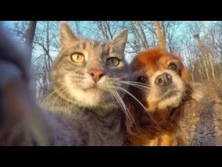 Funny Dogs Videos Try Not To Laugh Clean Funny Dog And Cat Videos