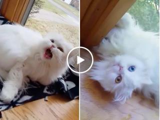 This deaf cat getting excited to see its owner will melt your damn heart (Video)