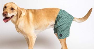 Amazon Is Selling Swim Trunks For Dogs - No One Is Safe From Bikini Bod Season