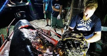 88 Pounds of Plastic Found in Dead Whale in the Philippines