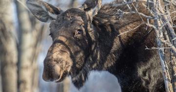 Photo: Amused moose
