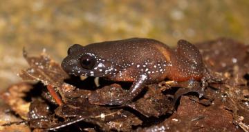 Meet India’s starry dwarf frog — a species with no close relatives