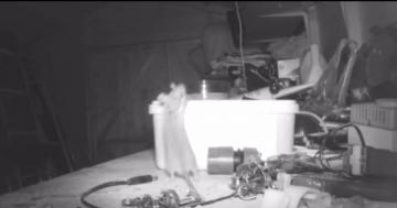 Meet the Marie Kondo of Mice - This Little Guy Spends His Nights Tidying Up the Garage