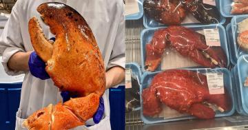 There Isn't a Bib Big Enough to Handle Costco's GIANT 3-Pound Lobster Claws