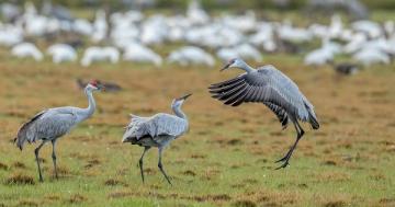 Photo: Sandhill crane has the moves