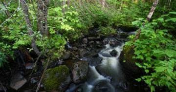 On World Water Day – forests are the answer