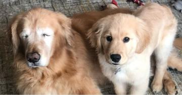 This Blind Golden Retriever and His Seeing Eye Puppy Will Warm Your Heart Right Up