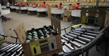 California Company Recalls Avocados From Six States Over Listeria Fears