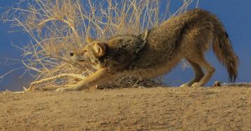 Photo: Coyote practices downward dog