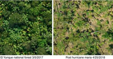 Hurricane Maria inflicted tree damage unprecedented in modern times