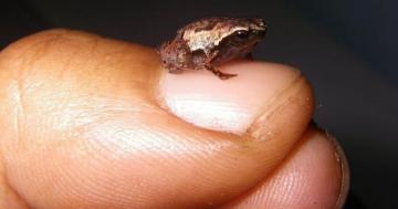 Newly discovered mini frogs are so very very tiny