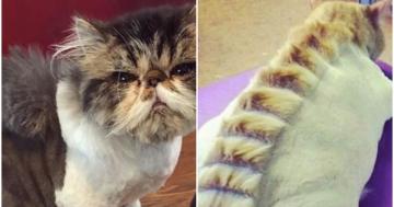 People Are Cutting Their Cats' Fur to Look Like Dinosaurs, and the Results Are Crazy
