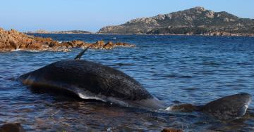 Whale Is Found Dead in Italy With 48 Pounds of Plastic in Its Stomach