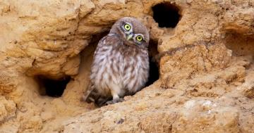 8 wonderfully weird facts about burrowing owls